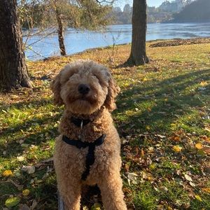 Meet your Posher, Terry